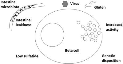 The etiology and pathogenesis of type 1 diabetes – A personal, non-systematic review of possible causes, and interventions